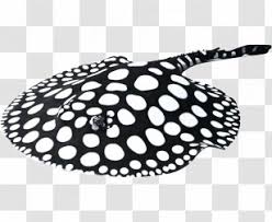 The giant stingray is one of the world's largest freshwater fish, but it's also cloaked in mystery. Fish Giant Freshwater Stingray Fresh Water Myliobatoidei Ocellate River Potamotrygon Transparent Png