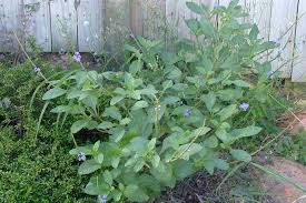 Image result for Stachytarpheta