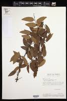 Image result for Phyllanthus boehmii