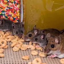 A Surprising Hack To Keep Mice Away For Good Keep Mice Away Pest Control Insect Control