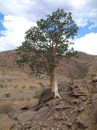 Image result for Sterculia africana