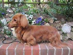 The dapple dachshund is a dachshund dog who has a particular pattern of spotting on its coat. Red Miniature Long Haired Dachshund Sidcup Kent Pets4homes Dachshund Breed Daschund Puppies Dachshund Puppies