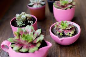 Скачать бесплатно mp3 como regar suculentas y cactus y cada cuanto se riegan. 7 Plantas Que Se Riegan Una Vez Por Semana Bioguia