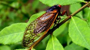 The number of audio (sfx). The Sound Of Summer Cicadas Puglian Pleasures