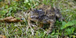 Photo Quelle est la signification de la présence d'un crapaud dans mon ...