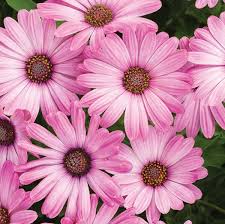 Image result for Osteospermum