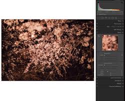 Now's when the magic really starts to happen. A No Nonsense Guide To Photo Editing In Lightroom Classic Sandy Noto