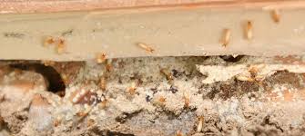 Ben kitchen termite and pest control is certified and licensed to perform wood destroying insect inspections and will provide the reports most homeowners discover a termite infestation during the spring when the termite colonies release many hundreds of winged insects in a short period of time. Besieged By Tens Of Thousands Of Termites You Re Not Alone Local News Chronicleonline Com