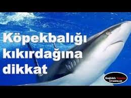 Kopekbaligi Kikirdagina Dikkat Youtube