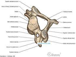 How many chromosomes does a camel have? Comparative Study Of Vertebral Column Of Camel Ox And Horse
