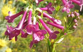 Image result for Freylinia