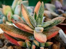 Image result for Crassula alsinoides
