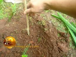 Stek batang cara menanam buah naga stek. Cara Menanam Pohon Buah Naga Dengan Stek Batang