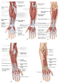 Related posts of shoulder muscles and tendons diagram muscle anatomy atlas. Muscle Labeling Lower Arm Diagram Quizlet