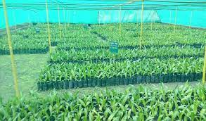 3 rd edition incorporated society of planters, ktjala lurnpur nursery practices for production of superior oil palm planting materials. Oilpalm Nursery Oil Palm India Ltd