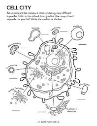 Amoeba sisters prokaryotic v eukaryotic cells recap grade/level: Free 2nd Grade Anatomy Printables Teachers Pay Teachers