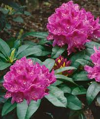 From a technical standpoint, rhododendron flowers are bell shaped and have ten or more stamens, while azalea blooms are typically funnel shaped and have five stamens. Anah Kruschke Rhododendron Bower Branch