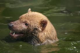 Bush dog swimming #1 - ZooChat