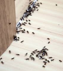 No type of control service: Richmond Pest Control