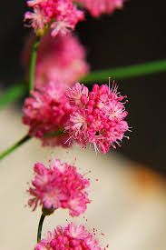 Image result for Eriosema angolense