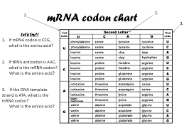 protein synthesis an intro to this section transcription