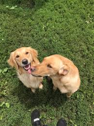 We also provide plaque scaling! Happy Tails Pet Grooming Pet Boarding Marshalltown Iowa