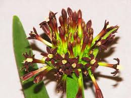 Image result for Cryptostephanus