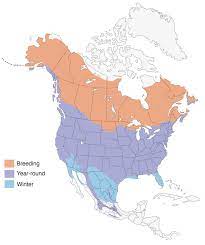 American Robin Range Map All About Birds Cornell Lab Of Ornithology