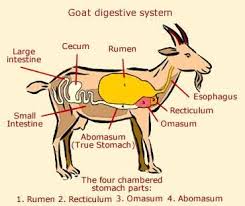 The Goat Digestive System Boer Goats Pygmy Goat Goat Farming