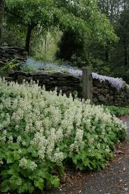Plant This Not That Shade Plants For Suburban Urban Woodland Buffers By Ellen Sousa Shade Plants Shade Garden Plants Plants