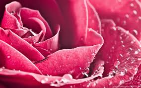 The sequel (4.69) giving the boys (and girls) their money's worth. Hot Pink Flower Wallpapers Hd 1920x1080 Desktop Background