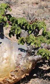 Image result for Cyphostemma saxicola