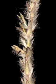 Image result for Elionurus muticus