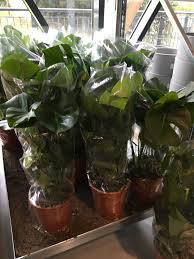 Monstera Deliciosa Cheese Plant Ikea Cheese Plant Monstera Deliciosa Plants