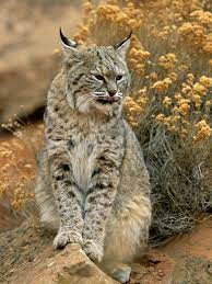 Big Cat Pictures Big Cat Wallpapers National Geographic Bobcat Pictures Cats Big Cats
