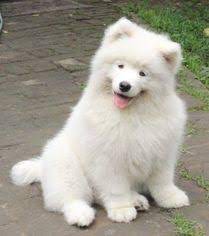 Why buy a samoyed puppy for sale if you can adopt and save a life? Puppyfinder Com Samoyed Puppies Puppies For Sale Near Me In California Usa Page 1 Displays 10