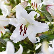 Casa Blanca Oriental Lily Oriental Lily Lily Bulbs Lily Flower