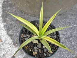 Image result for Laggera gracilis