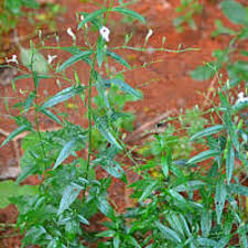 Namun ternyata hal ini lah yang membuatnya banyak berguna bagi kesehatan. Jual Tanaman Obat Sambiloto Pahitan Bibit Sambiloto Daun Sambiloto Di Lapak Roibaf Shop Bukalapak