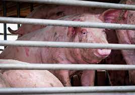 A nasty disease called african swine fever (asf), that has been all meat prices expected to rise. African Swine Fever Detected At Another Bulgarian Pig Farm