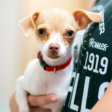 🐾🐶Consider adopting TODAY!🐶🐾 We have a lot of dogs waiting for their  time to shine, please adopt the ones that are available NOW to help create  space and their moment in the