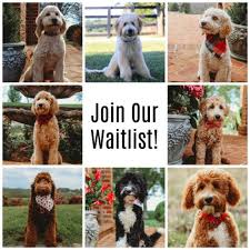 We breed goldendoodle puppies in virginia and washington dc. Trained Goldendoodles Ready For Adoption Pride And Prejudoodles