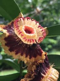 Image result for Napoleonaea