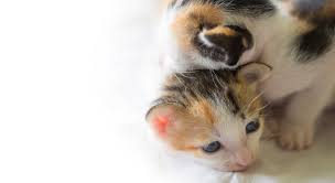 Kucing mengalami mengi, haruskah langsung dibawa dokter? Benarkah Si Ibu Akan Makan Anaknya Yang Gugur