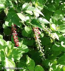 Image result for Rivina humilis
