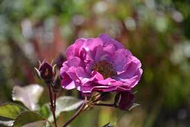 Rosier De L Entente Cordiale Centre Culturel Jardins Chateau