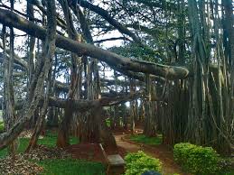 The fruits of the banyan tree have been found to possess the compound serotonin that can act against anxiety and depression. Banyan Wikipedia
