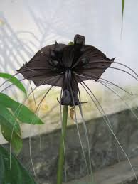 Pin On Black Flowers