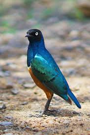 Pin On Tarangire National Park