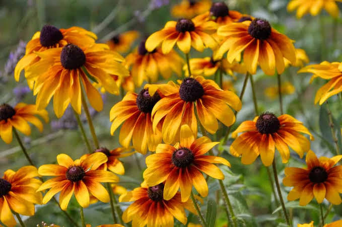 Growing Black-Eyed Susans For Enduring Color in Your Garden